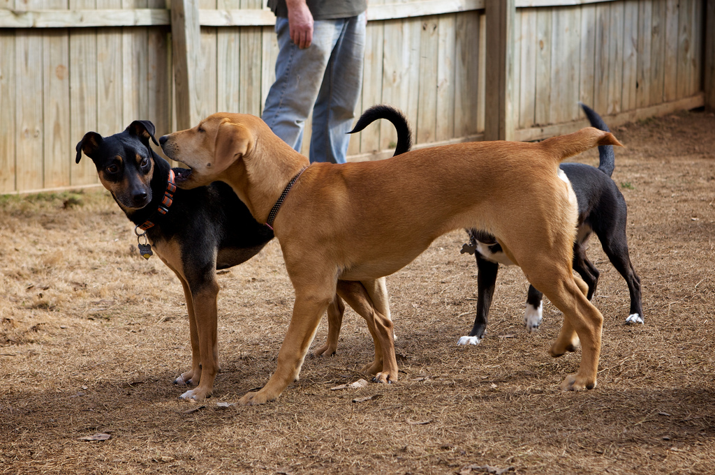 how much does a dog boarding business make