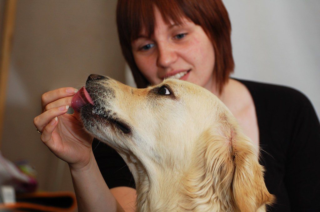 how-much-do-service-dog-trainers-make-therapy-pets-unlimited